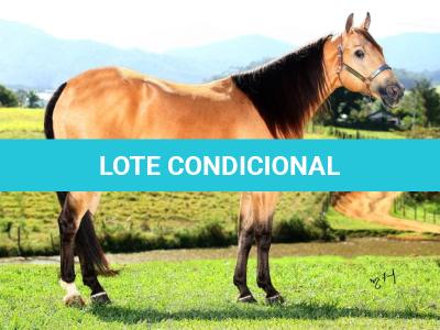 LOTE 021 - EMBRIÃO A EFETIVAR - ALICES GERRIE VT