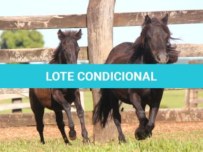 LOTE 018 - JUJUBA