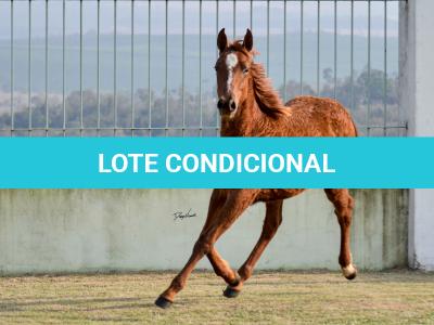 LOTE 016 - JACK FLYER