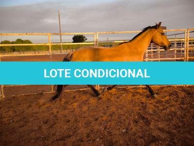 LOTE 014 - DAKOTA BARS LADY