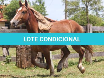 LOTE 007 - TERREMOTO