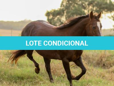 LOTE 001 - VICTORIA LENADOC ESF (2x1)