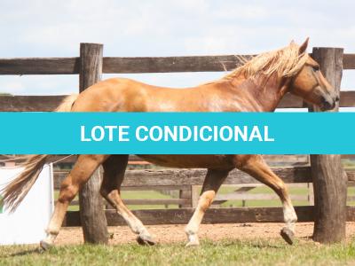 LOTE 017 - TREM BALA