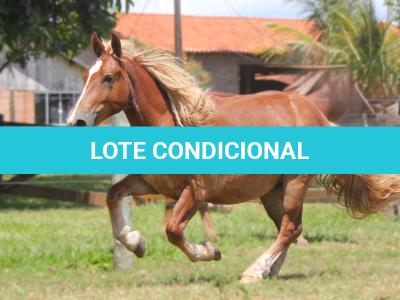 LOTE 007 - TERREMOTO