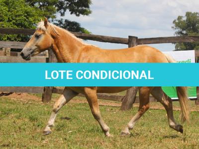 LOTE 004 - TIÃOZINHO