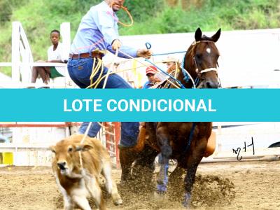 LOTE 021 - EMBRIÃO A EFETIVAR - ALICES GERRIE VT