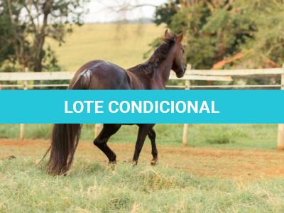 LOTE 001 - VICTORIA LENADOC ESF (2x1)