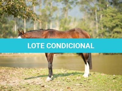 LOTE 020 - BEN STARLIGHT GUN