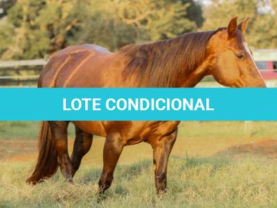 LOTE 001 - VICTORIA LENADOC ESF (2x1)