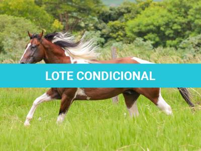 LOTE 013 - HILL TOPFLYER HSA
