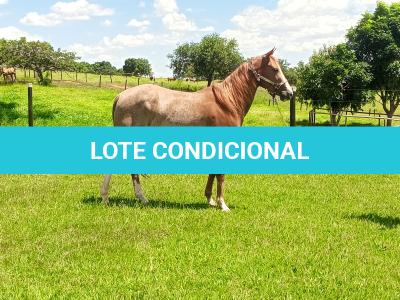 LOTE 002 - SMOKINLIGHTING DHL