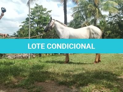 LOTE 010 - PEPITA TROUBLE JAY