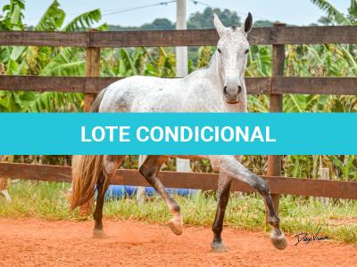 LOTE 017 - BETANIA DA NOVA TRADIÇÃO
