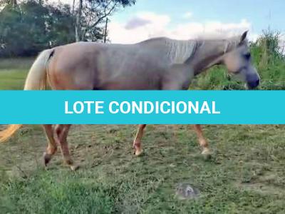 LOTE 012 - YELLOW HEAVENS DOC