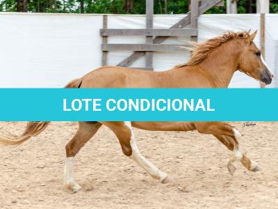 LOTE 015 - APACHE ESM DA PPMP
