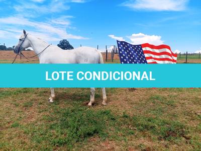 LOTE 002 - WR GRAY GOOSE
