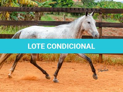 LOTE 017 - BETANIA DA NOVA TRADIÇÃO