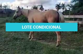LOTE 012 - YELLOW HEAVENS DOC