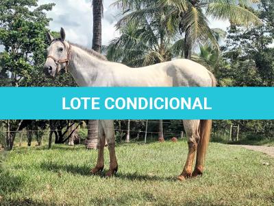 LOTE 010 - PEPITA TROUBLE JAY