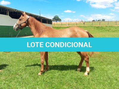 LOTE 004 - CANDY HICKORY DHL