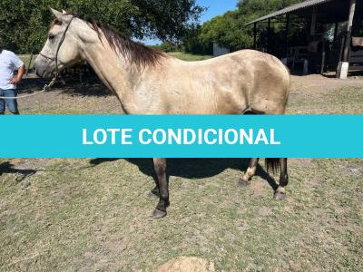 LOTE 011 - TILLY MELODYS MG2