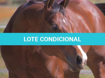 LOTE 018 - EMBRIÃO A EFETIVAR - BENETT DASH BULLION x TWIG LADY AG