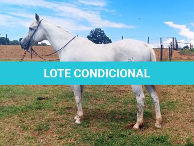 LOTE 002 - WR GRAY GOOSE