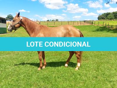 LOTE 004 - CANDY HICKORY DHL