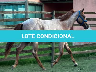 LOTE 010 - PRINCESS JAY KEYS