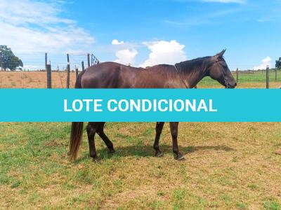 LOTE 004 - CACAU ROXA HS2