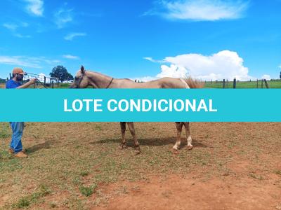 LOTE 003 - JENNY FRENCHMANS JAY