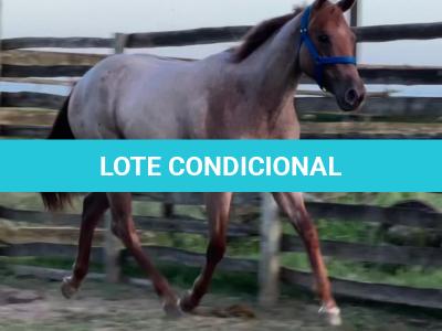 LOTE 010 - PRINCESS JAY KEYS