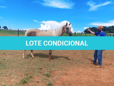 LOTE 003 - JENNY FRENCHMANS JAY