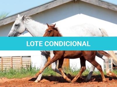 LOTE 002 - STAR DOCBADGERS DOLL - 3x1