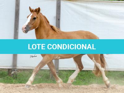 LOTE 015 - APACHE ESM DA PPMP