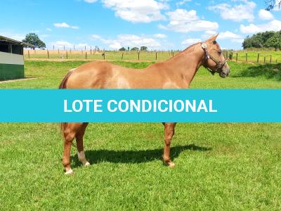 LOTE 004 - CANDY HICKORY DHL