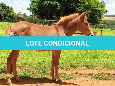LOTE 019 - CAMPARI