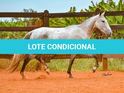 LOTE 017 - BETANIA DA NOVA TRADIÇÃO