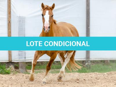 LOTE 015 - APACHE ESM DA PPMP