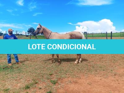LOTE 003 - JENNY FRENCHMANS JAY