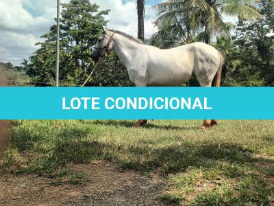 LOTE 010 - PEPITA TROUBLE JAY