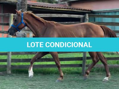 LOTE 006 - DYNA ROOSTER