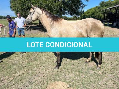 LOTE 011 - TILLY MELODYS MG2