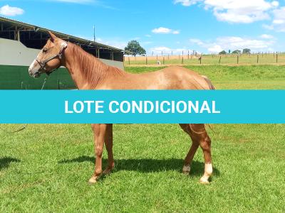 LOTE 004 - CANDY HICKORY DHL