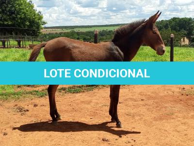 LOTE 021 - CONHAQUE