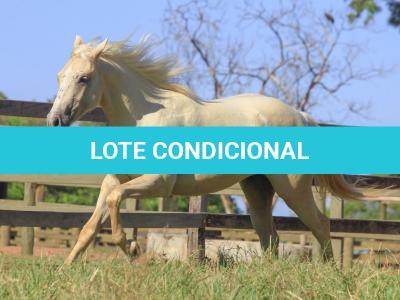 LOTE 007 - VERMONT WOOD PLL