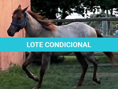 LOTE 010 - PRINCESS JAY KEYS
