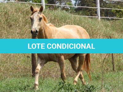 LOTE 014 - IVANA JET