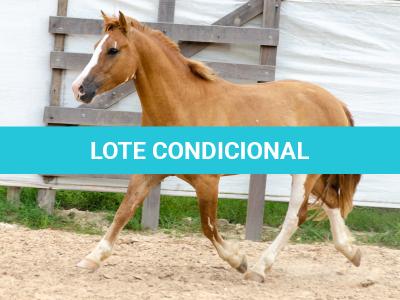 LOTE 015 - APACHE ESM DA PPMP
