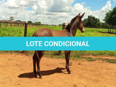 LOTE 021 - CONHAQUE